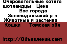 Очаровательные котята шотландцы › Цена ­ 2 000 - Все города, Зеленодольский р-н Животные и растения » Кошки   . Томская обл.